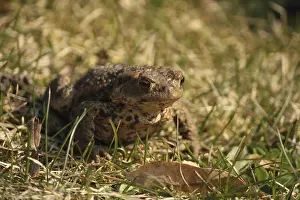 Amphibian Animal Stampe: A common toad on grass