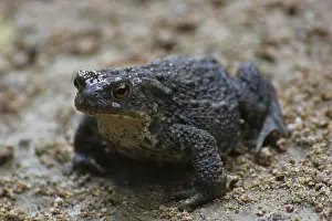 True Toads In Nature Stampe: A common toad on sandy ground
