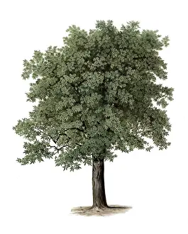 Educational Institution Decor Stampe: The common walnut, or walnut tree