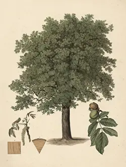 Educational Institution Signboard Stampe: The common walnut, or walnut tree
