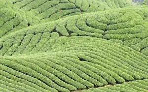 Southeast Asia Farming Stampe: Complex landform full of tea trees
