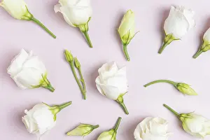 Floral Studio Photography Stampe: Composition with beautiful eustoma flowers on ppink background