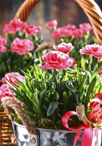 Deserted Flower Shop Stampe: Composition with bouquet of carnations