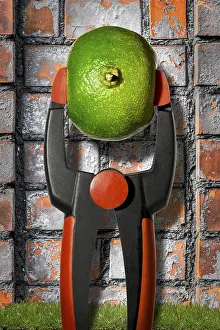 Citrus Fruit Stampe: Composition: to squeeze the orange dry