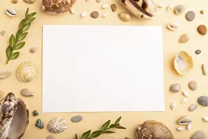 Seashell Still Life Stampe: Composition with white paper sheet