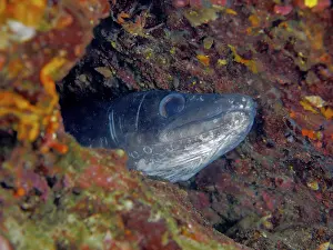 Stampe di Conger eel (Conger conger) Anguilla, Sito di immersione marina Riserva marina Cap de Creus, Rosas, Costa Brava, Spagna, Mar Mediterraneo Anguilla Conger Stampe: Conger eel (Conger conger) Anguilla