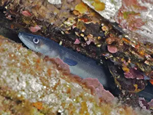 Stampe di Conger eel (Conger conger) Anguilla, Sito di immersione Marina Riserva naturale Cap de Creus, Rosas, Costa Brava, Spagna, Mar Mediterraneo Anguilla Conger Stampe: Conger eel (Conger conger) Anguilla.