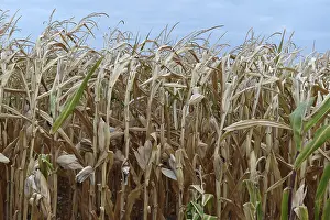 Climate Change Effects Stampe: Consequences of climate change