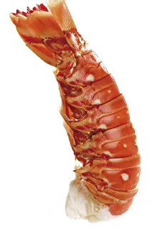 Stampe di Langostino cotto Aragosta Di Roccia Stampe: Langouste cotta.