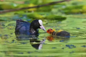 Juvenile Waterfowl Images Stampe: Coot