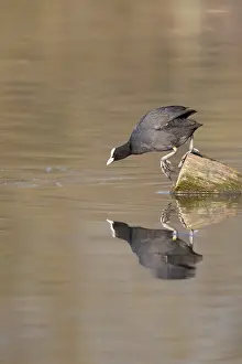 Coot In Germany Stampe: A coot reflected in the water surface