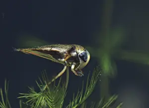 Pterygote Insect Image Stampe: Corixidae spec. rowing bug spec
