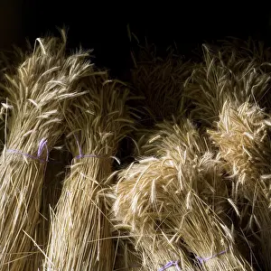 Wheat Field Stampe: Corn
