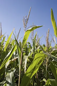 Open Air Farming Stampe: Corn
