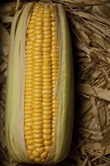 Agricultural Crop Image Stampe: Corn On The Brown Background