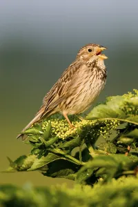 Outdoor Nature Scenes Stampe: Corn Bunting