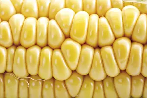 Sweet Corn Nutrition Stampe: Corn, closeup