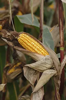 Corn Cob Detail Stampe: Corn cob