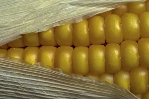 Close Up Corn Stampe: Corn on the cob, detail