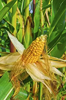 Deserted Cornfield Stampe: Corn on the cob