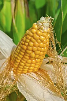 Corn On The Cob Image Stampe: Corn on the cob