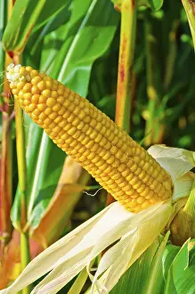 Maize Plant Stampe: Corn on the cob