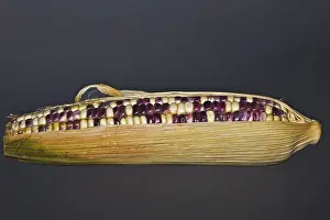 Genetically Modified Food Stampe: Corn on the cob with coloured corn kernels