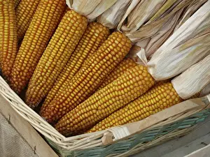 Corn On The Cob Image Stampe: Corn on the corn cob