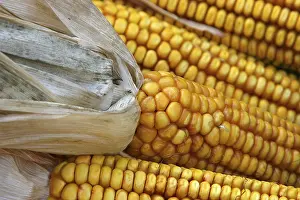 Deserted Cornfield Stampe: Corn on the corn cob