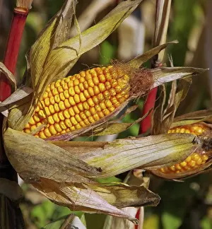 Agricultural Landscapes Stampe: Corn on the corn cob, corn 01