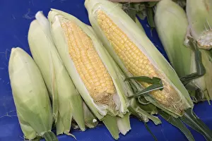 Agriculture Products Stampe: Corn on the corn cob, corn, cob