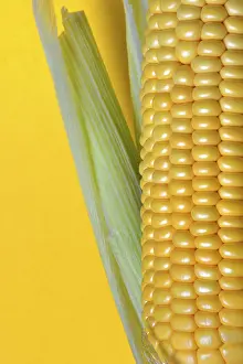 Single Colored Background Stampe: Corn corn cob with yellow background