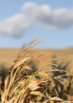 Agricultural Crop Photography Stampe: Some corn in the field