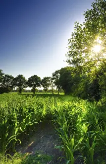 Atmospheric Evening Light Scene Stampe: Corn field at sunset