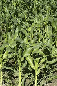 Mediterranean Agriculture Stampe: Corn fields growing up in Spain