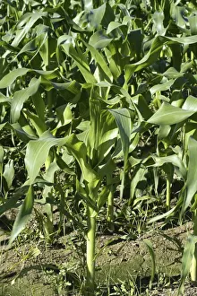 Mediterranean Agriculture Stampe: Corn fields growing up in Spain