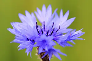 Open Air Flowers Stampe: Corn flower
