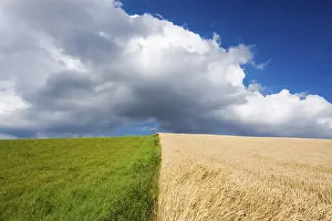 Corn Field Landscape Stampe: Corn and grass fields against blue