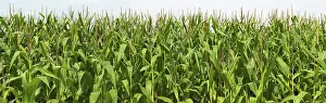 Fodder Maize Cultivation Stampe: Cornfield