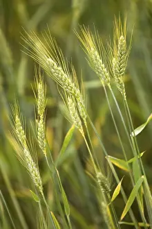 Agrarian Farming Practices Stampe: Cornfield