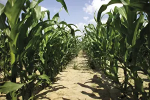 Cereal Cultivation Stampe: Cornfield