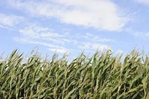 Abandoned Farm Field Stampe: Cornfield