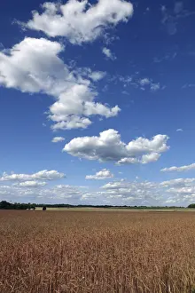 Overcast Countryside View Stampe: Cornfield with clouds
