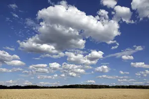 Grain Field Photography Stampe: Cornfield with clouds