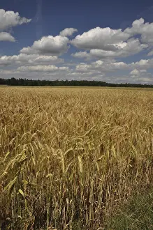 Grain Field Photography Stampe: Cornfield, field, grain, fields