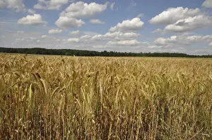 Deserted Farmland Scene Stampe: Cornfield, field, grain, fields