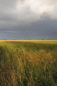 Agricultural Field Stampe: Cornfield, grain, field, fields