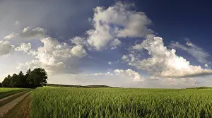 Cornfield In Germany Stampe: Cornfield in the last light, Germany