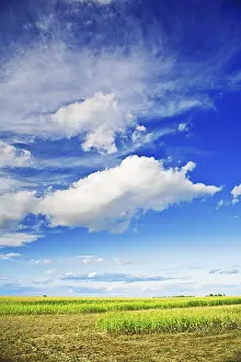 Farmland Scenery Stampe: Cornfield and sky