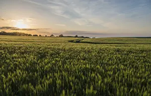Baltic Sea Landscape Stampe: Cornfields in the evening, Baltic Sea behind